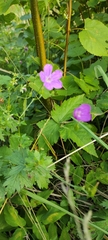 Geranium palustre