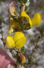 Aspalathus oblongifolia