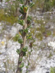 Aspalathus oblongifolia