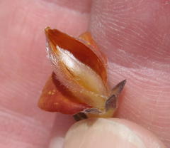 Aspalathus oblongifolia