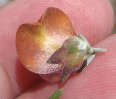 Aspalathus oblongifolia