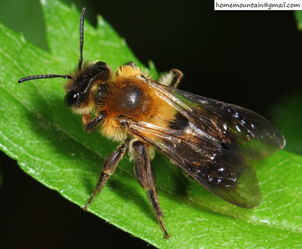 Andrena parathoracica