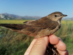 Savi's Warbler photo 6