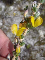 Aspalathus oblongifolia