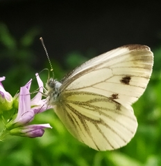 Pieris napi