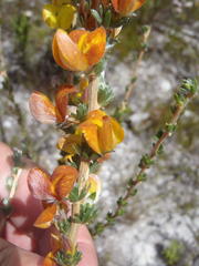 Aspalathus oblongifolia
