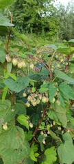 Humulus lupulus