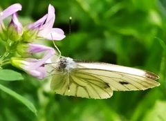Pieris napi