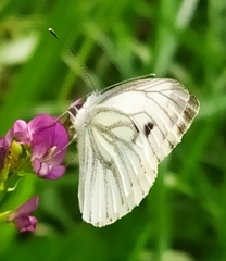 Pieris napi