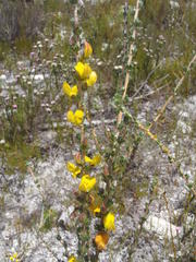Aspalathus oblongifolia