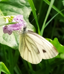 Pieris napi
