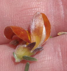 Aspalathus oblongifolia