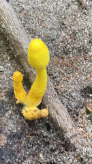 Leucocoprinus birnbaumii image