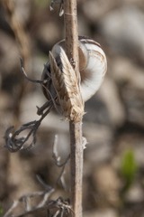 Cynaeda dentalis