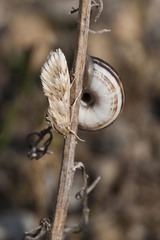 Cynaeda dentalis