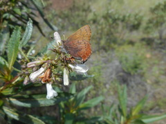 Callophrys augustinus iroides