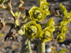 Euphorbia dregeana