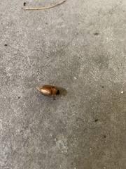 Cyclocephala pasadenae