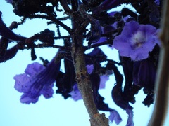 Jacaranda brasiliana
