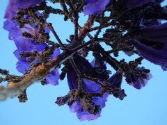 Jacaranda brasiliana