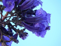 Jacaranda brasiliana