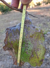 Jacaranda brasiliana