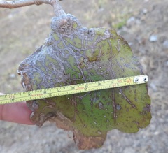 Jacaranda brasiliana
