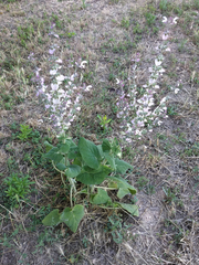 Salvia sclarea