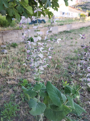 Salvia sclarea