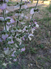 Salvia sclarea