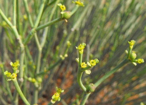 Euphorbia ephedroides
