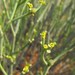 Euphorbia ephedroides - Photo (c) pietermier, algunos derechos reservados (CC BY-NC)