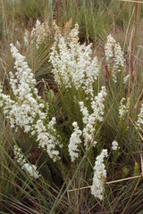 Selago densiflora