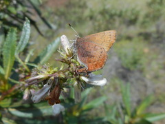 Callophrys augustinus iroides