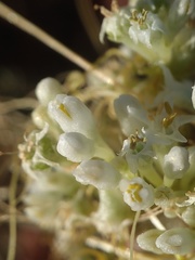Cuscuta umbellata