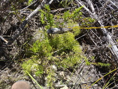 Nanobubon capillaceum