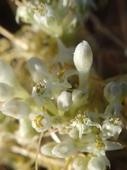 Cuscuta umbellata