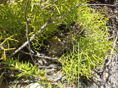 Nanobubon capillaceum