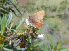 Callophrys augustinus iroides