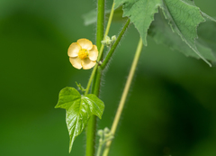 Abutilon mollicomum