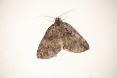 Hydriomena furcata