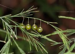 Asparagus virgatus