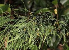 Asparagus virgatus
