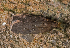 Helcystogramma melantherella