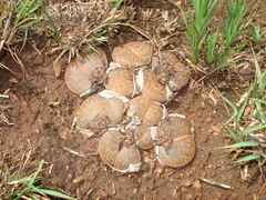 Lithops lesliei lesliei