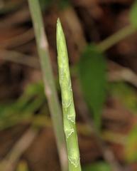 Asparagus virgatus