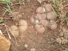 Lithops lesliei lesliei