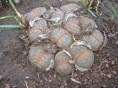 Lithops lesliei lesliei