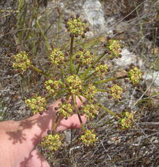 Nanobubon capillaceum