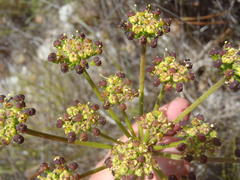 Nanobubon capillaceum